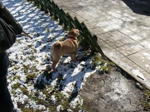 Прикачена снимка