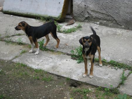 Прикачена снимка