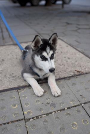 Прикачена снимка