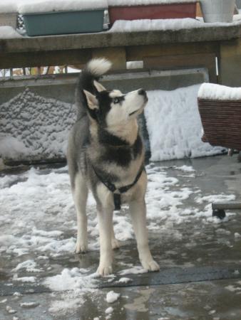 Прикачена снимка