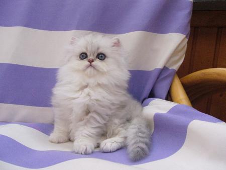 Прикачена снимка