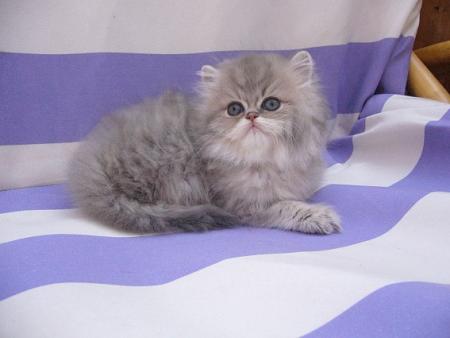 Прикачена снимка