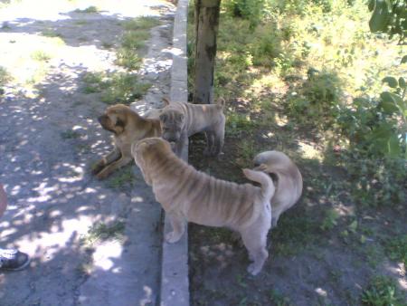 Прикачена снимка