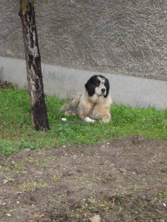 Прикачена снимка