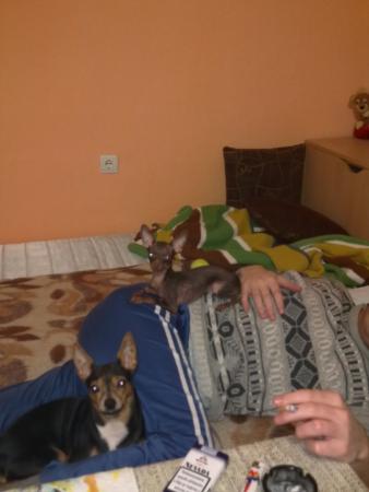 Прикачена снимка