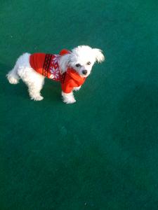 Прикачена снимка