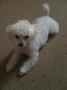 Прикачена снимка