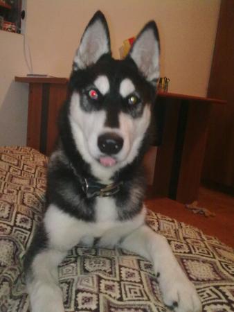 Прикачена снимка