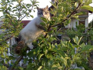 Прикачена снимка