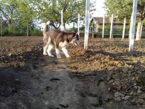 Прикачена снимка