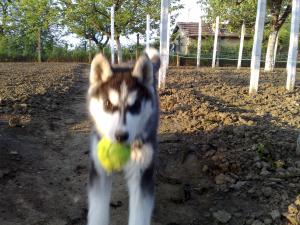 Прикачена снимка