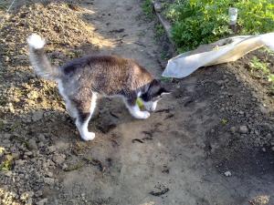 Прикачена снимка