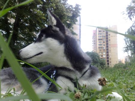 Прикачена снимка