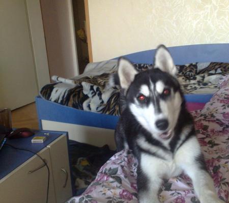 Прикачена снимка