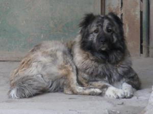 Прикачена снимка