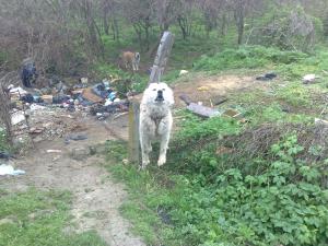 Прикачена снимка