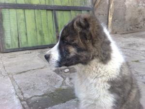 Прикачена снимка