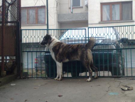 Прикачена снимка