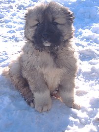 Прикачена снимка