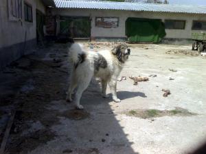 Прикачена снимка