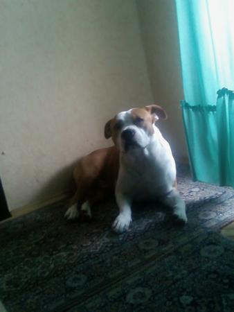Прикачена снимка