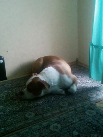 Прикачена снимка
