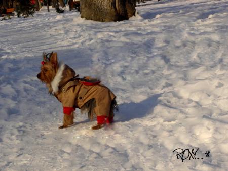 Прикачена снимка
