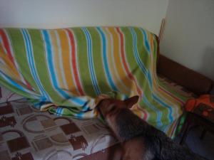 Прикачена снимка