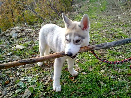 Прикачена снимка