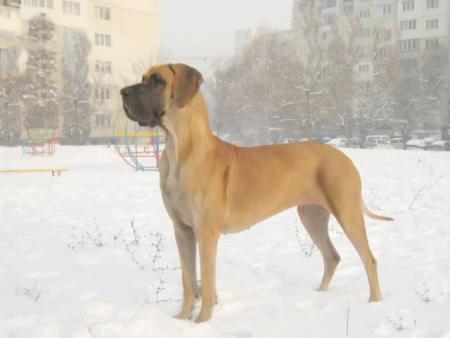 Прикачена снимка