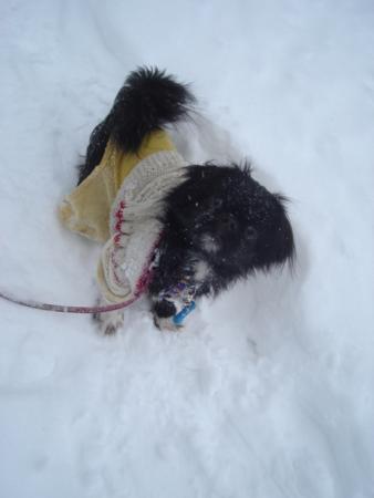 Прикачена снимка