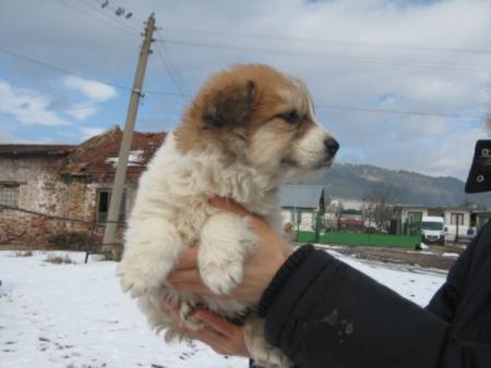 Прикачена снимка