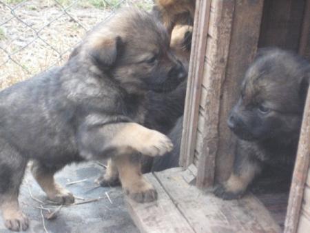 Прикачена снимка