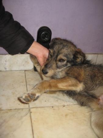 Прикачена снимка