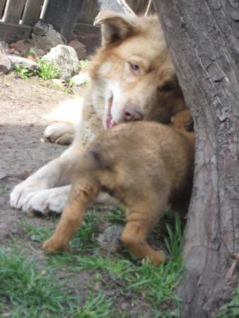 Прикачена снимка