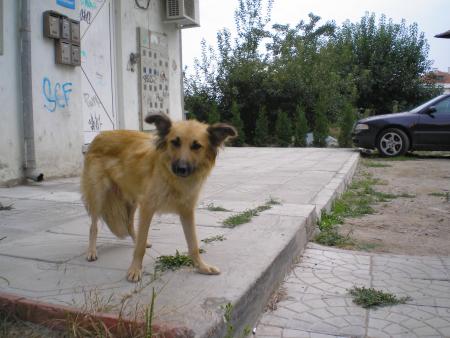 Прикачена снимка