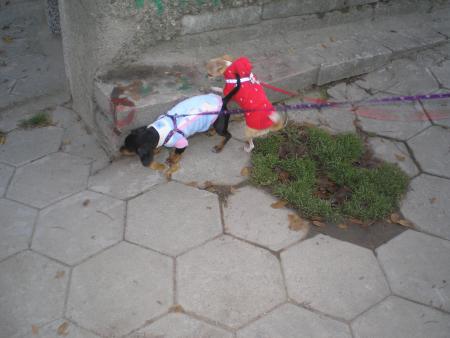 Прикачена снимка