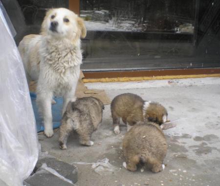 Прикачена снимка
