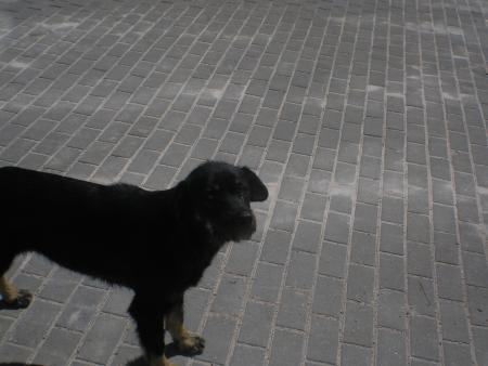 Прикачена снимка