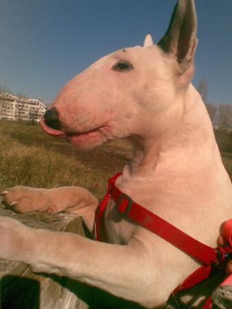 Прикачена снимка