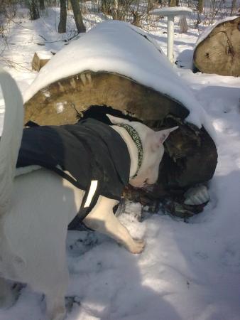 Прикачена снимка