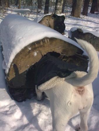 Прикачена снимка