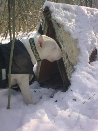 Прикачена снимка