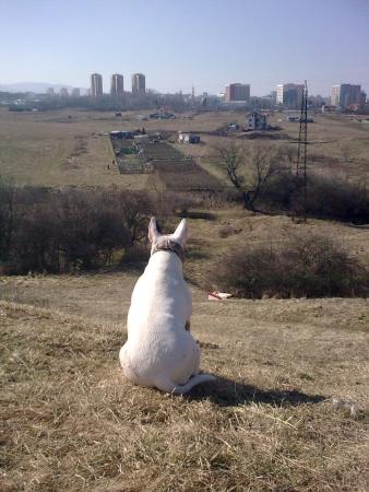 Прикачена снимка