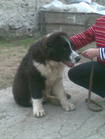 Прикачена снимка