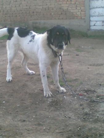 Прикачена снимка