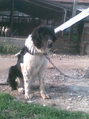 Прикачена снимка