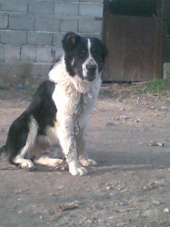 Прикачена снимка