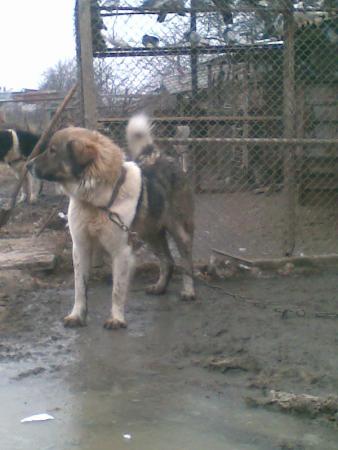 Прикачена снимка