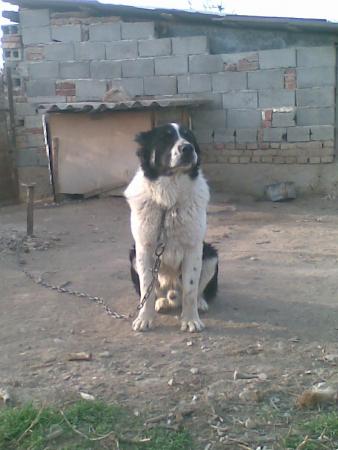 Прикачена снимка